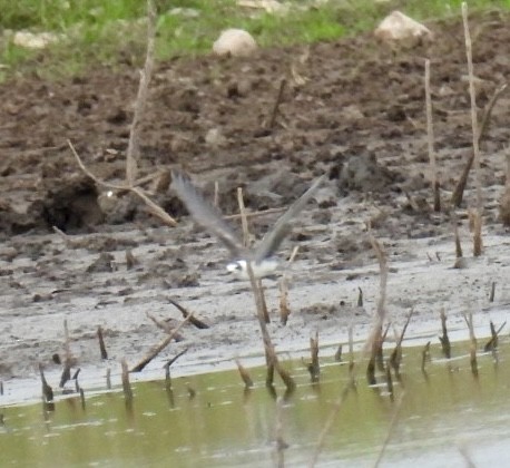 Black Tern - ML620601400