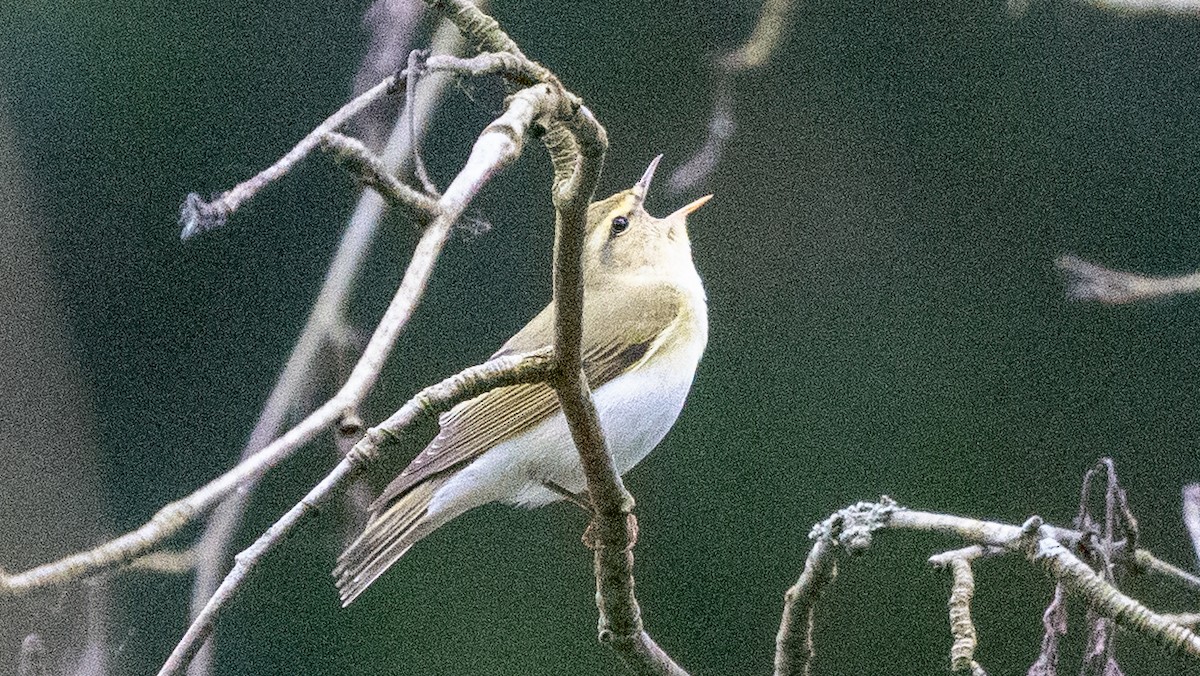 Wood Warbler - ML620601405