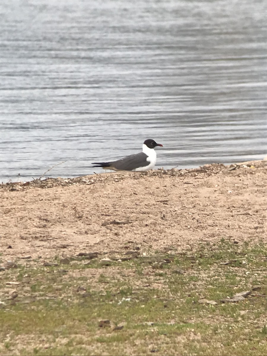 Laughing Gull - ML620601409