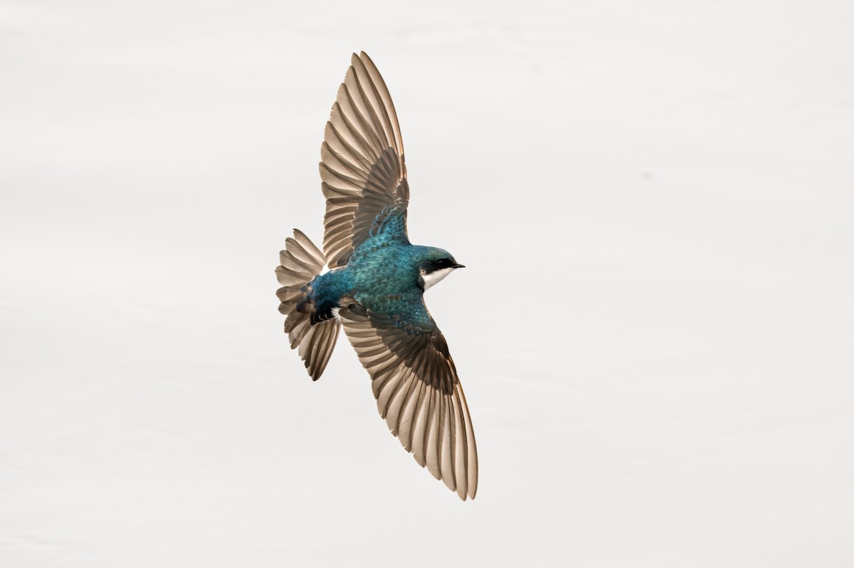 Golondrina Bicolor - ML620601413