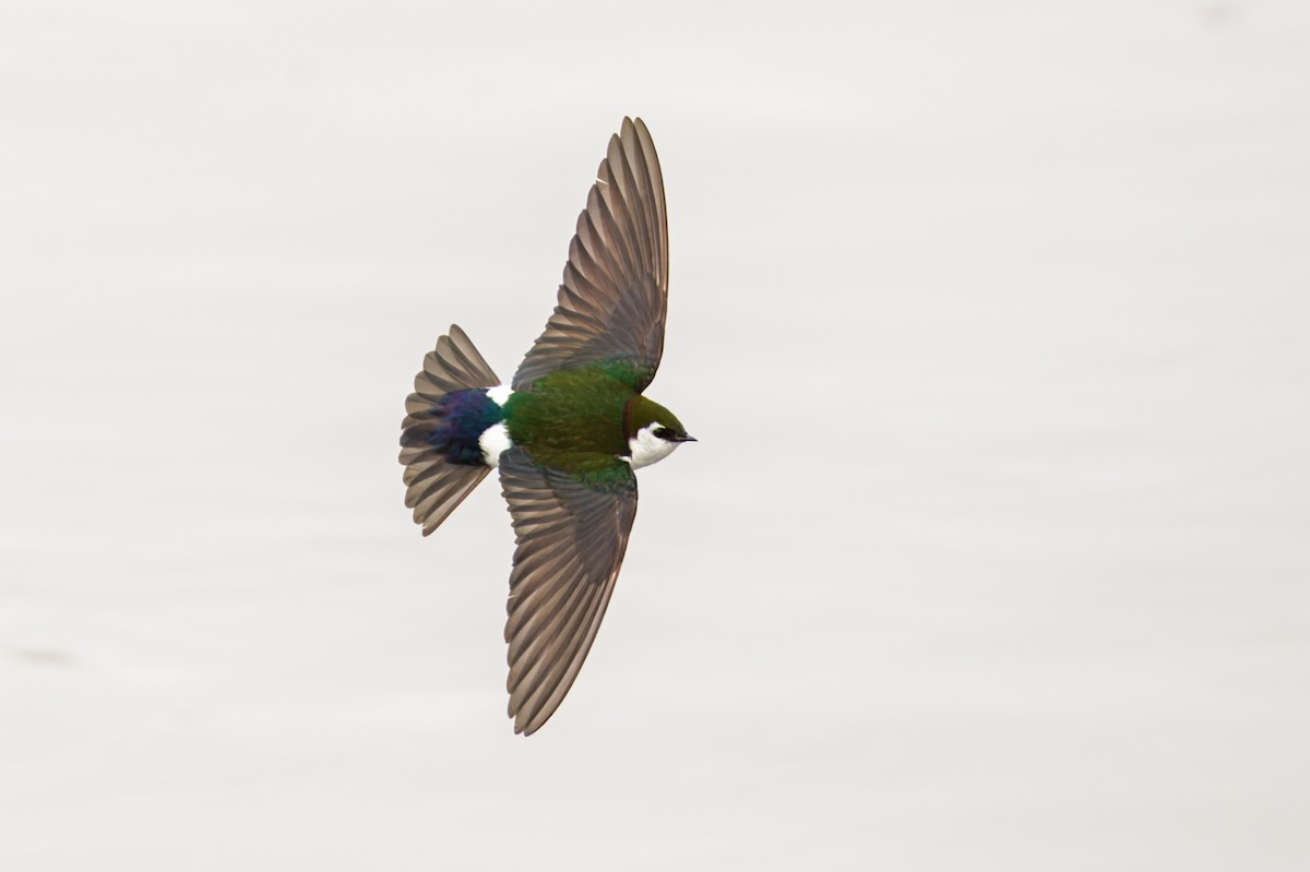 Violet-green Swallow - ML620601415