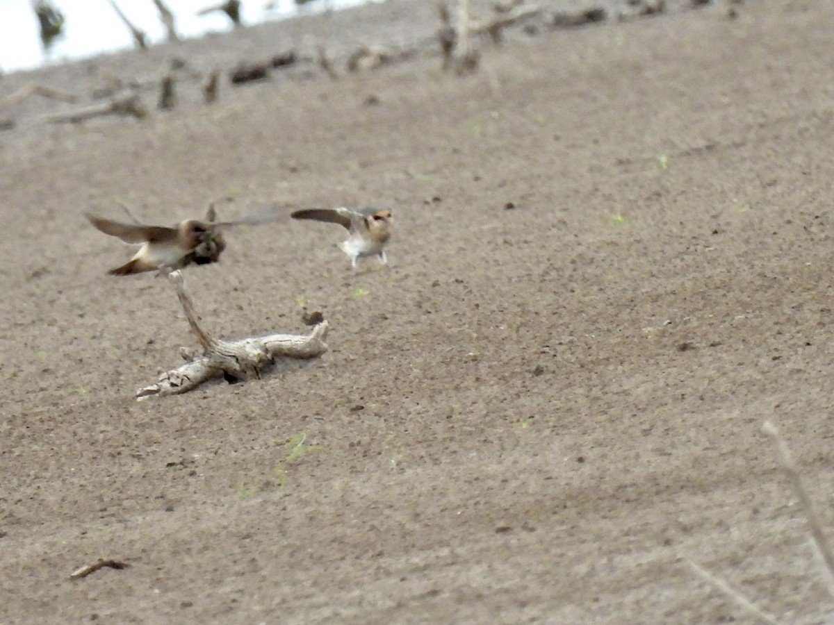 Cliff Swallow - ML620601417