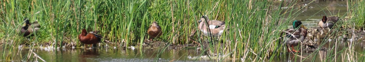 Green-winged Teal - ML620601419