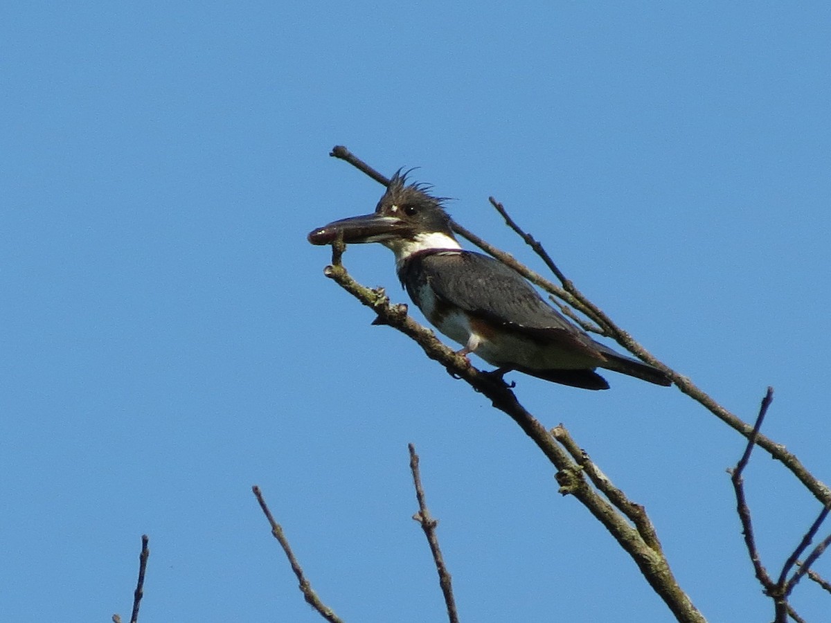 Belted Kingfisher - ML620601420