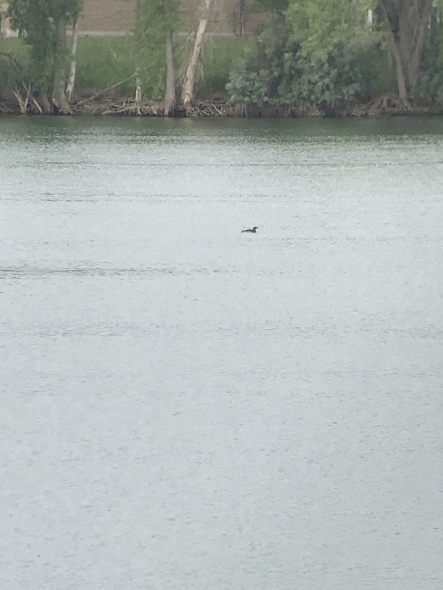 Yellow-billed Loon - ML620601422