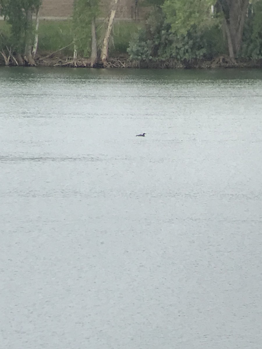 Yellow-billed Loon - ML620601423