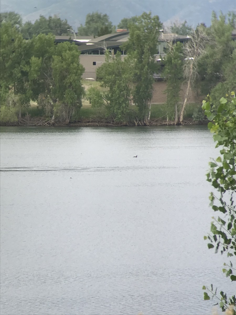 Yellow-billed Loon - ML620601425