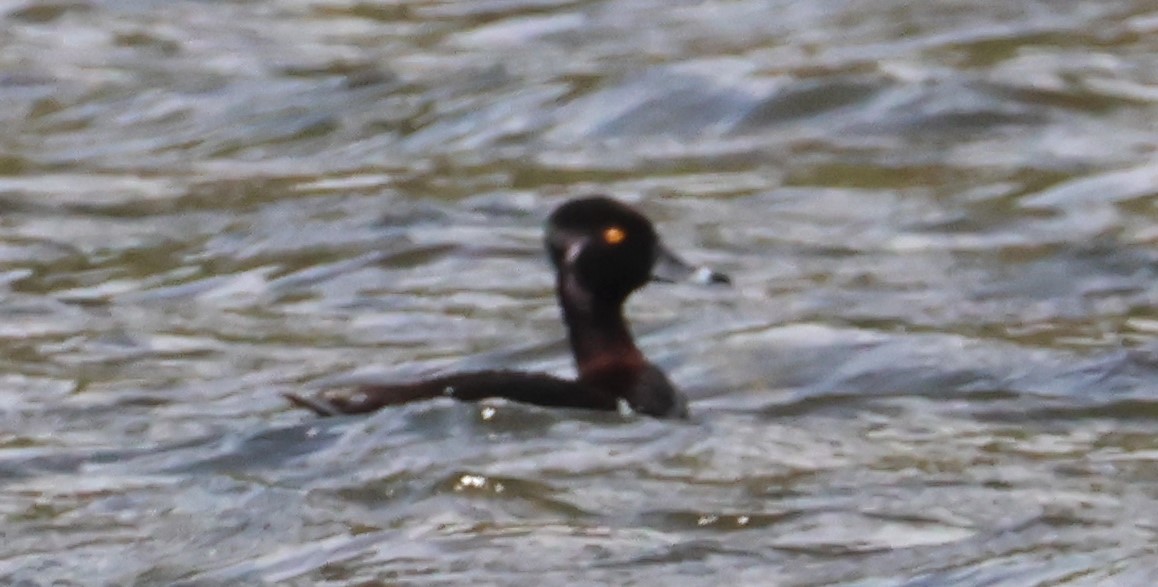 Ring-necked Duck - ML620601428