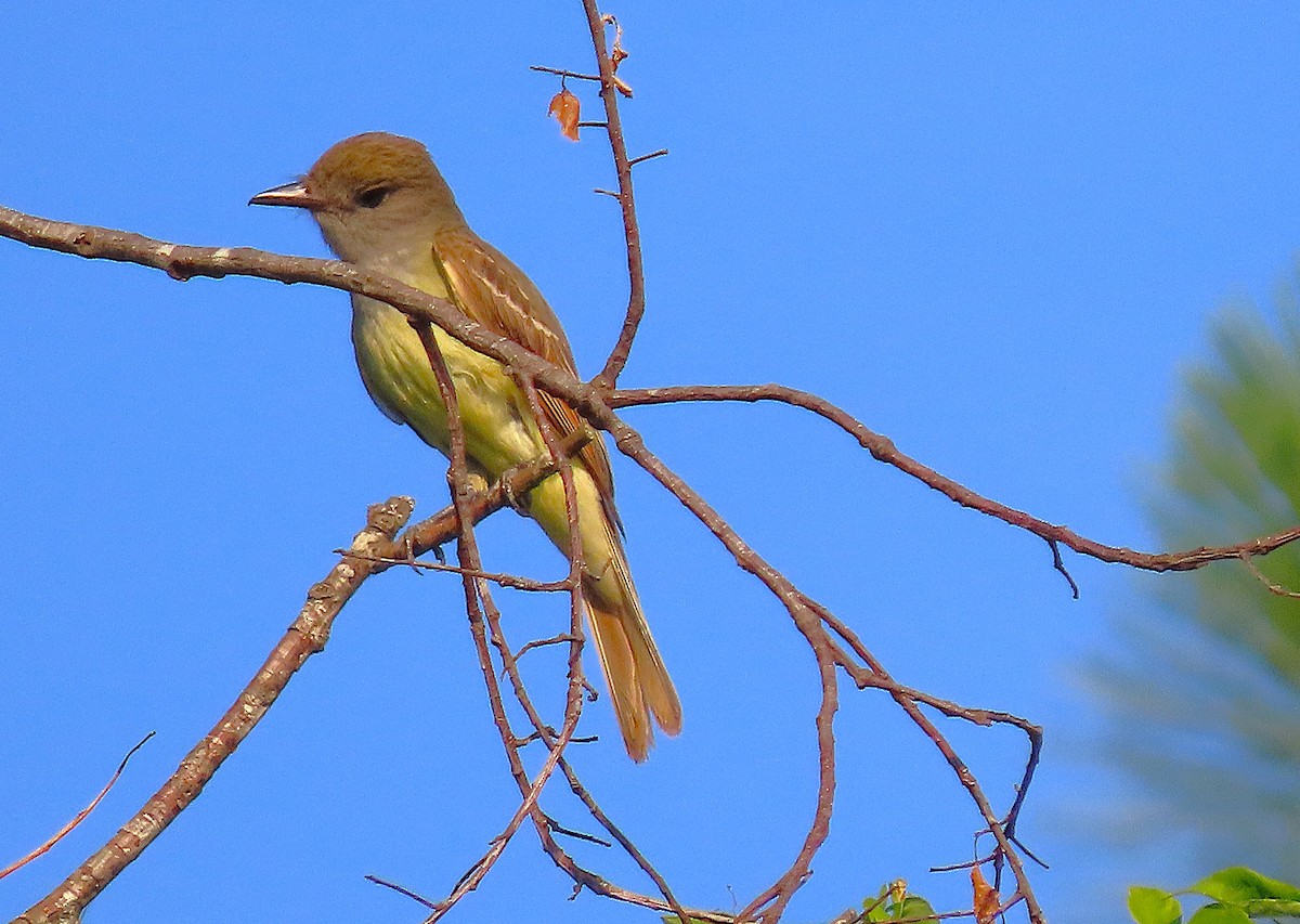 Great Crested Flycatcher - ML620601429