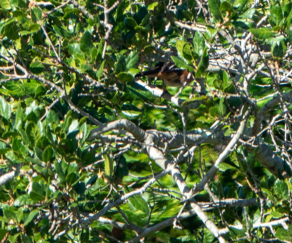 Spotted Towhee - ML620601430