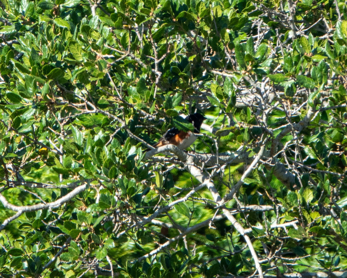 Spotted Towhee - ML620601431