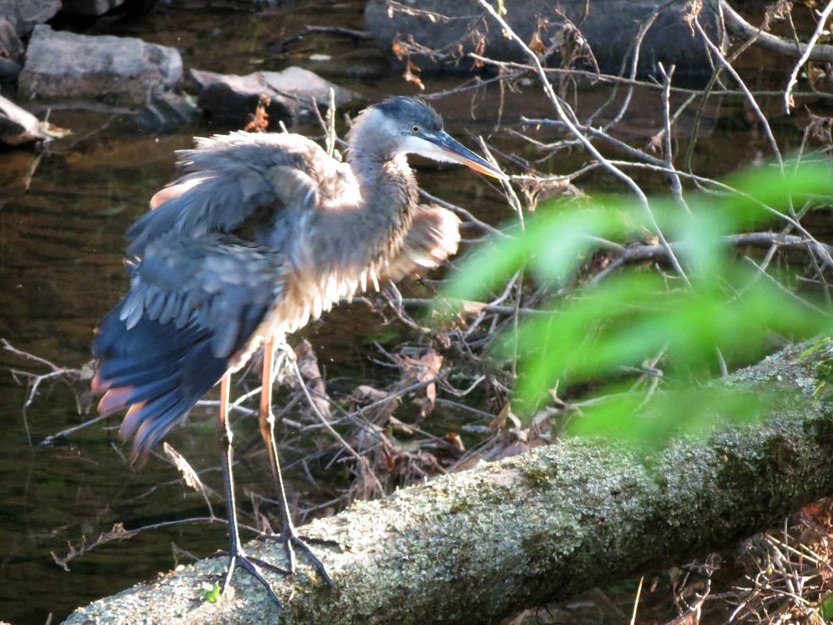 Great Blue Heron - T C