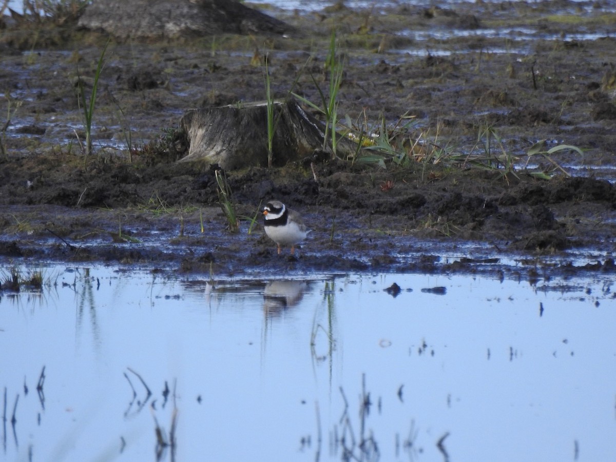 Common Ringed Plover - ML620601439