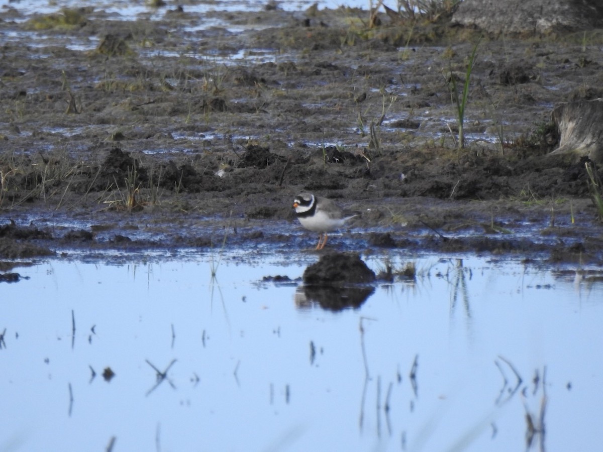 Common Ringed Plover - ML620601440