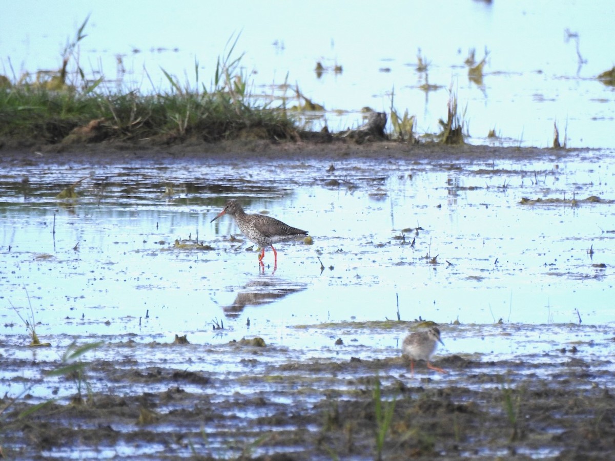 Common Redshank - ML620601446