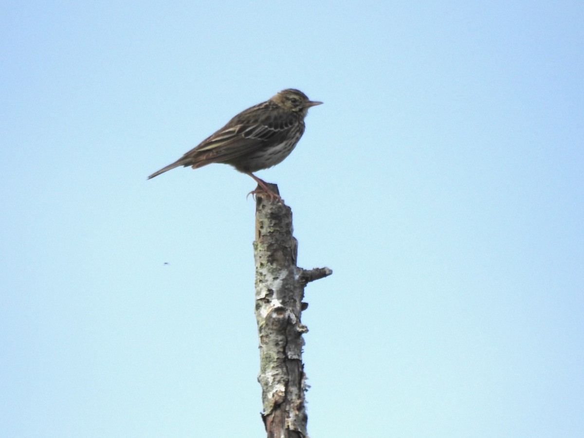 Meadow Pipit - ML620601450