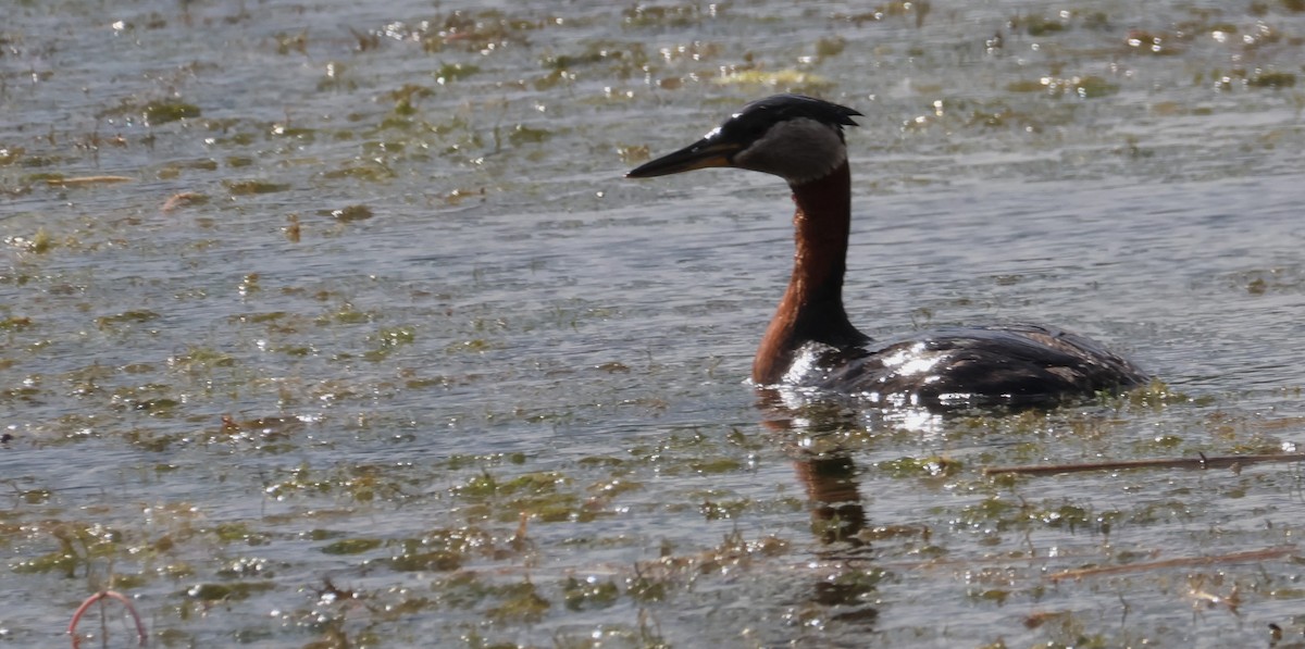 Red-necked Grebe - ML620601453