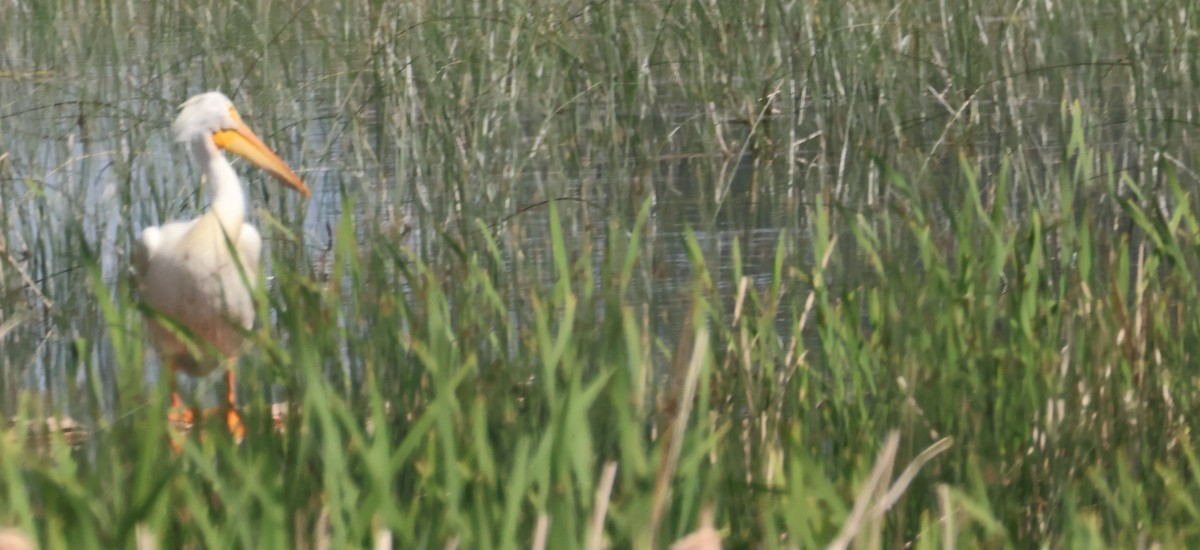 American White Pelican - ML620601459