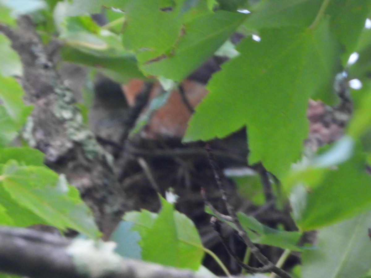 American Robin - ML620601461