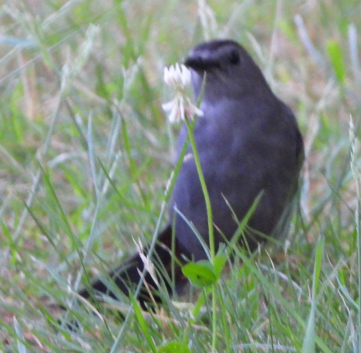 Gray Catbird - ML620601462