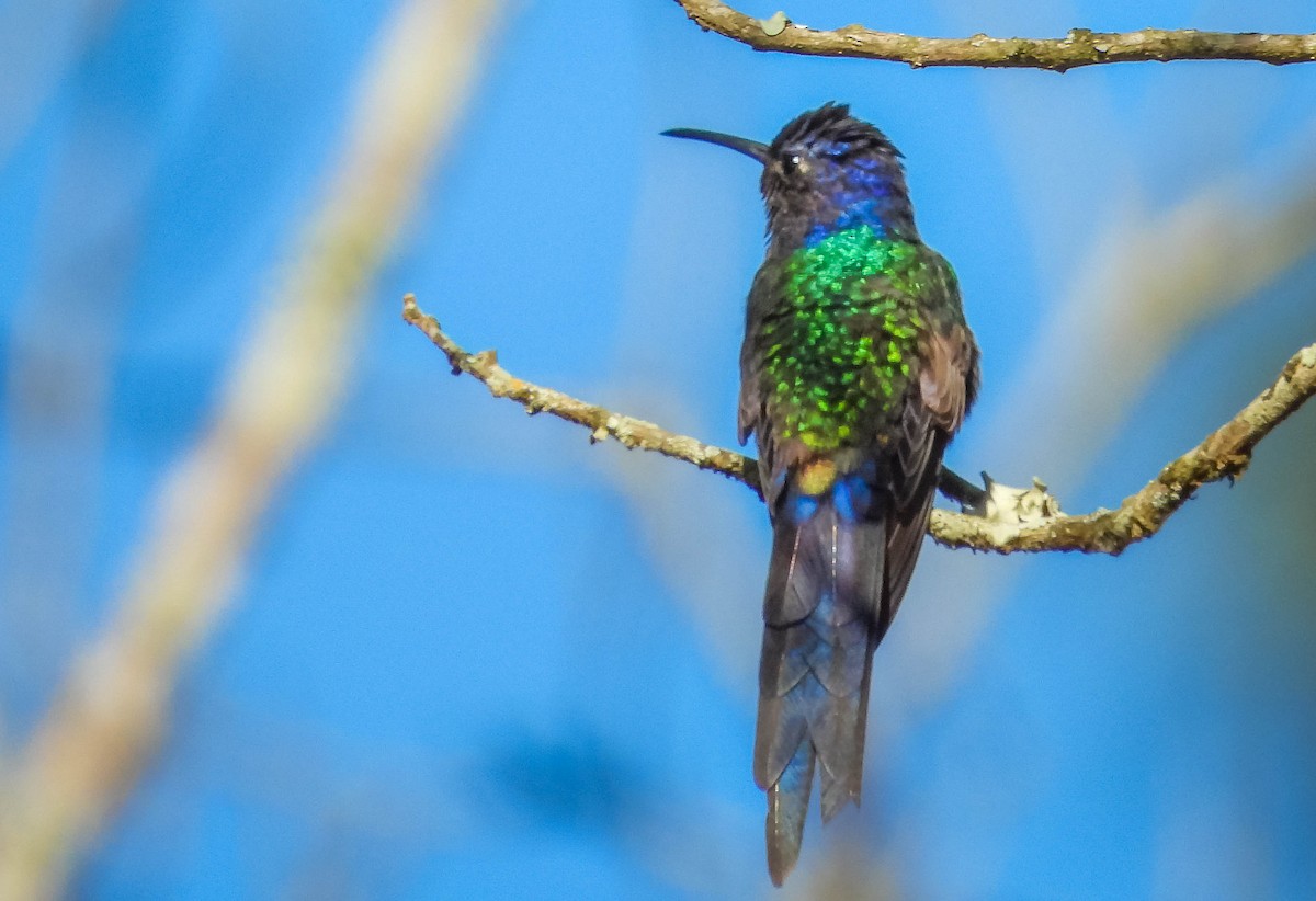 Swallow-tailed Hummingbird - ML620601467