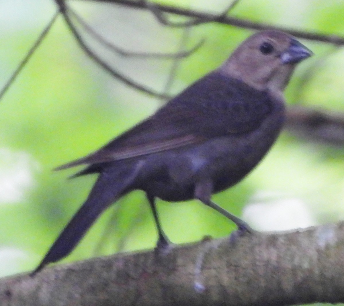 Brown-headed Cowbird - ML620601468