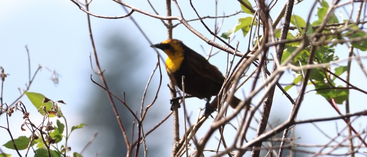 Yellow-headed Blackbird - Walter Thorne