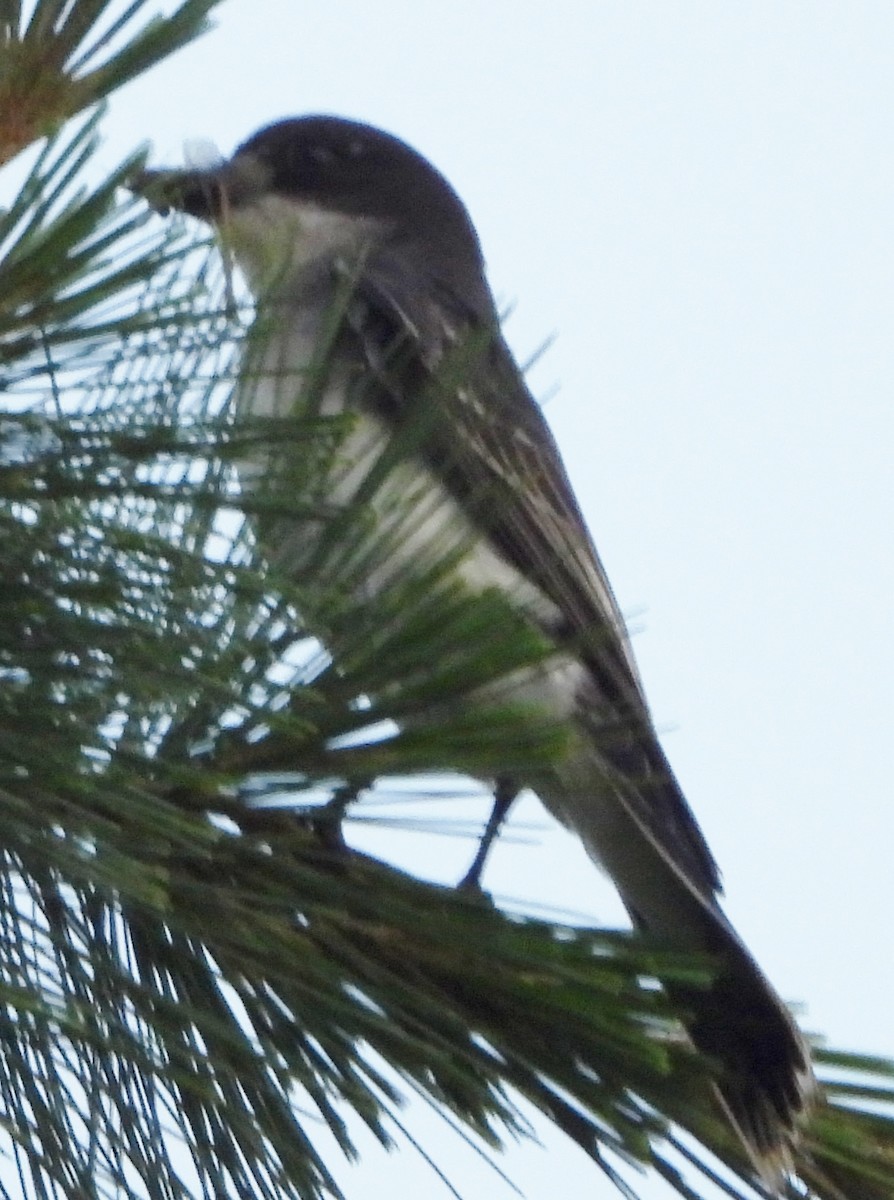 Eastern Kingbird - ML620601471