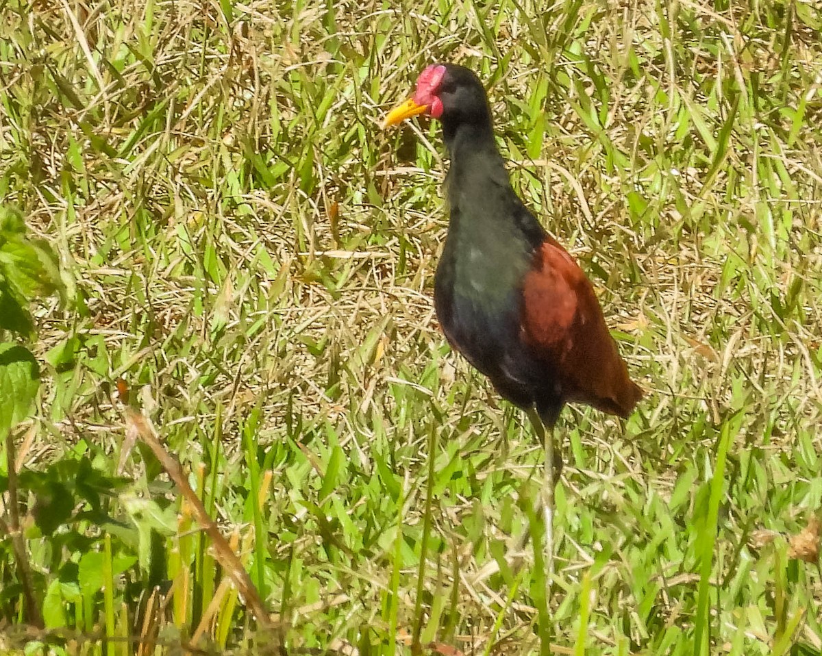 Jacana Suramericana - ML620601480