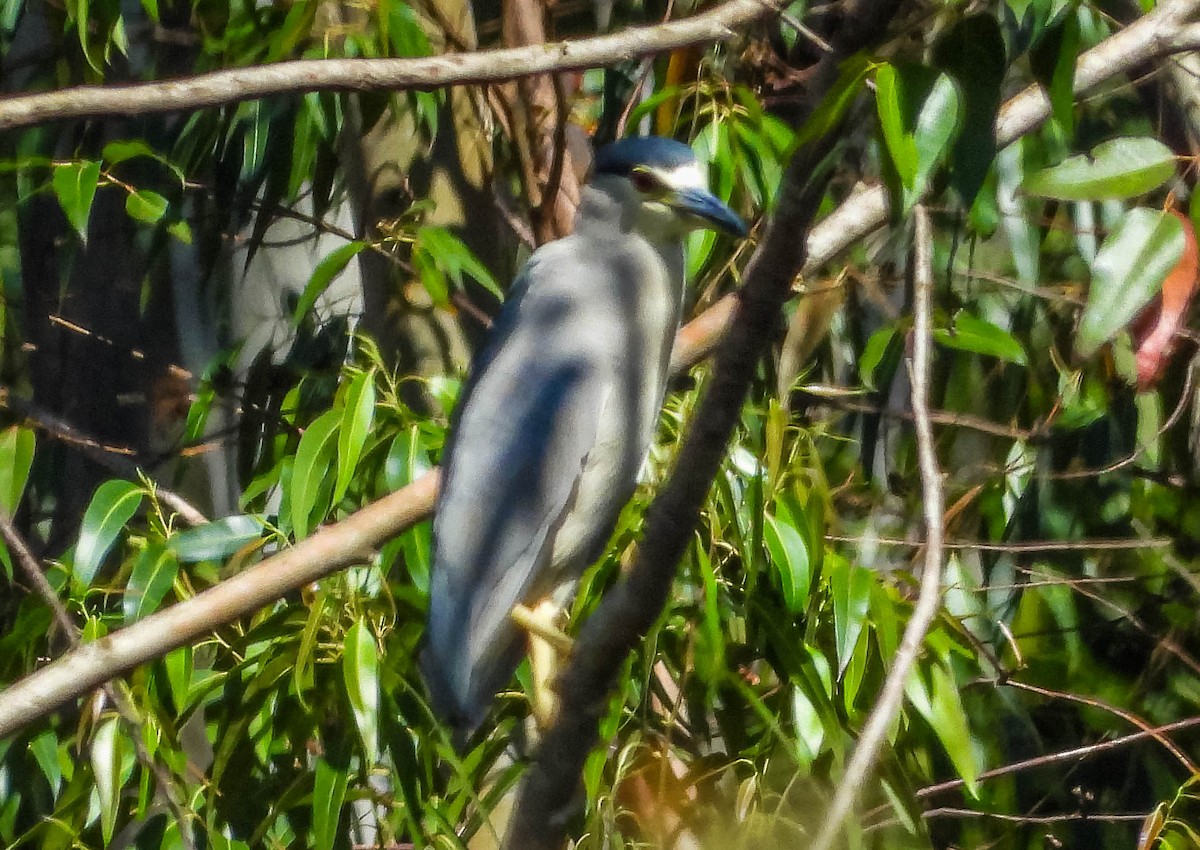 Black-crowned Night Heron - ML620601483