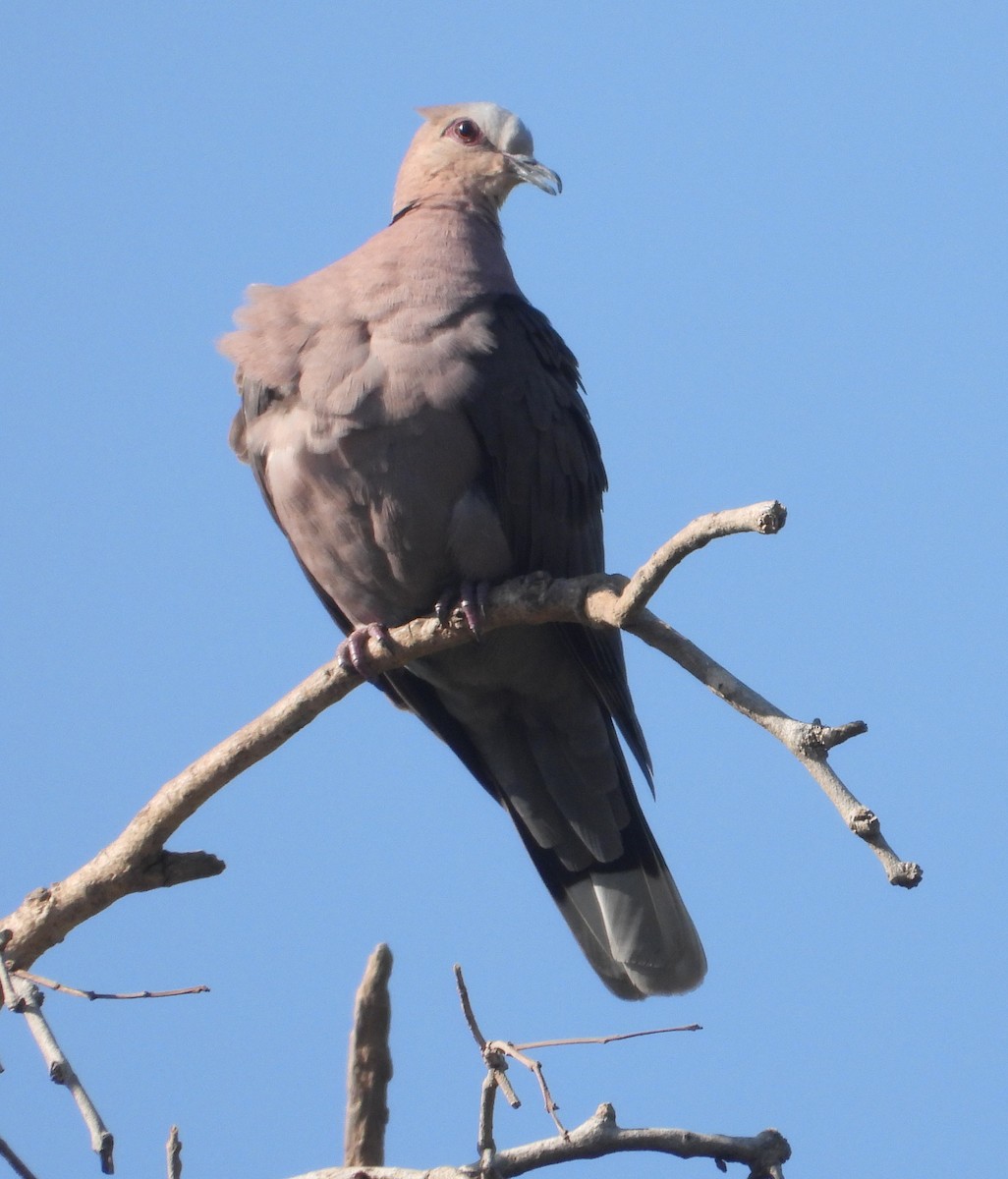 Red-eyed Dove - ML620601492