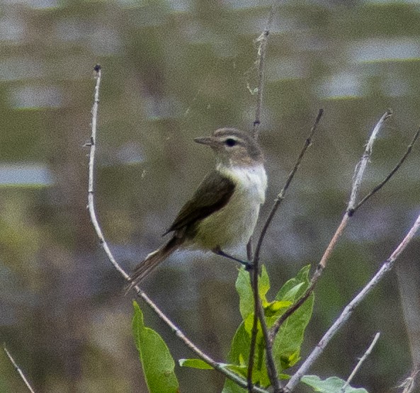 Warbling Vireo - ML620601495