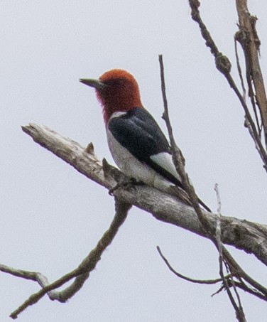 Red-headed Woodpecker - ML620601498