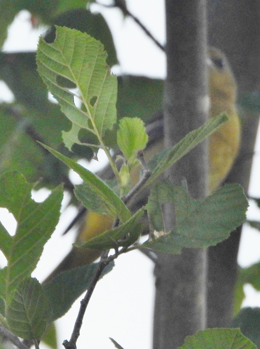 Orchard Oriole - alan murray