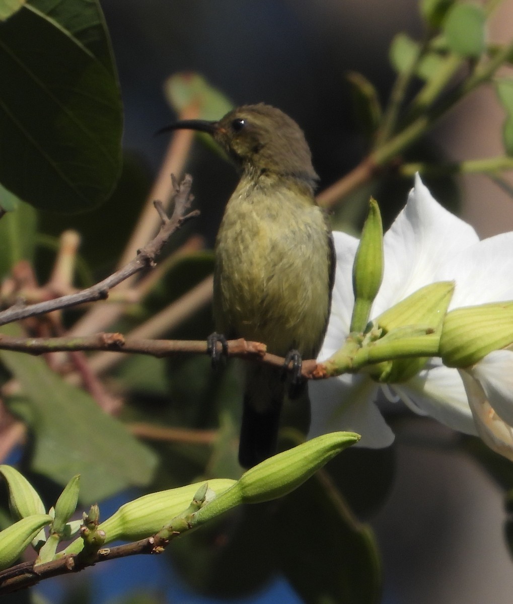 Variable Sunbird - Rodney Macready