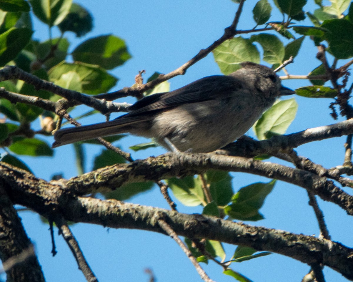 Oak Titmouse - ML620601504