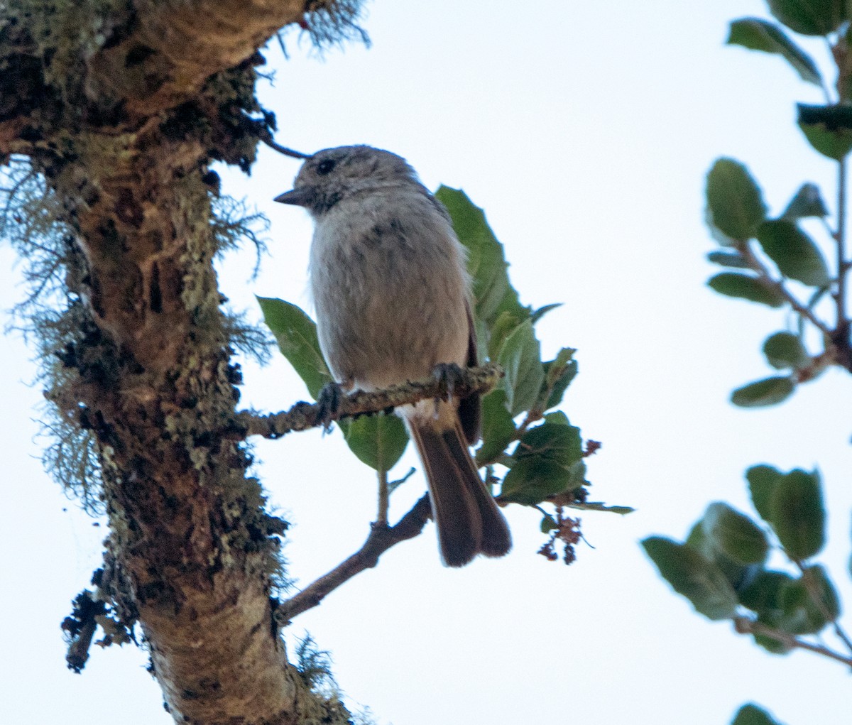 Oak Titmouse - ML620601506