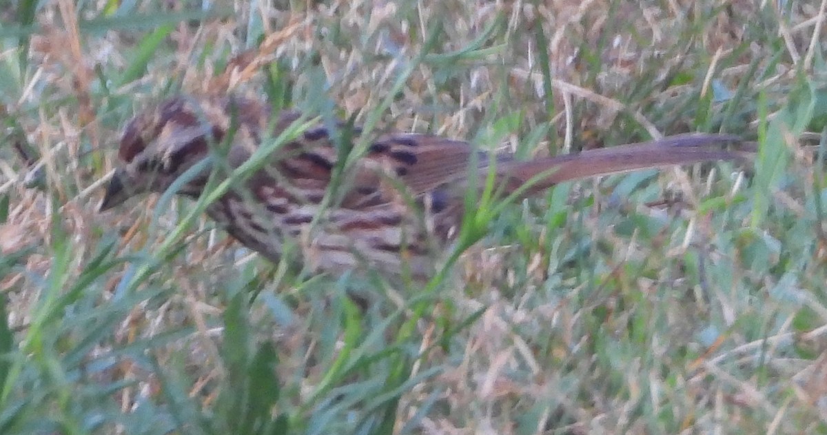 Song Sparrow - ML620601508