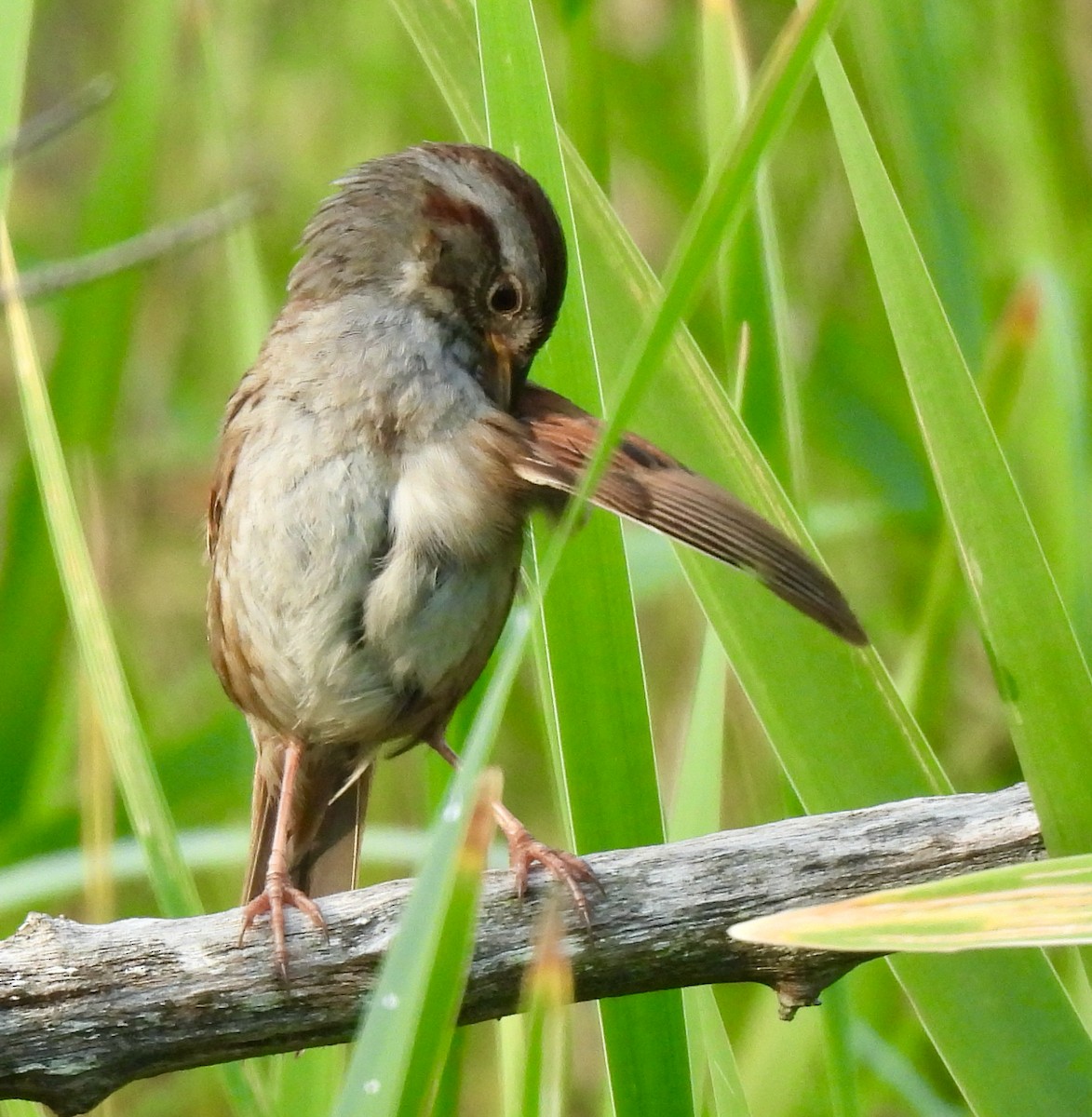 Swamp Sparrow - ML620601515
