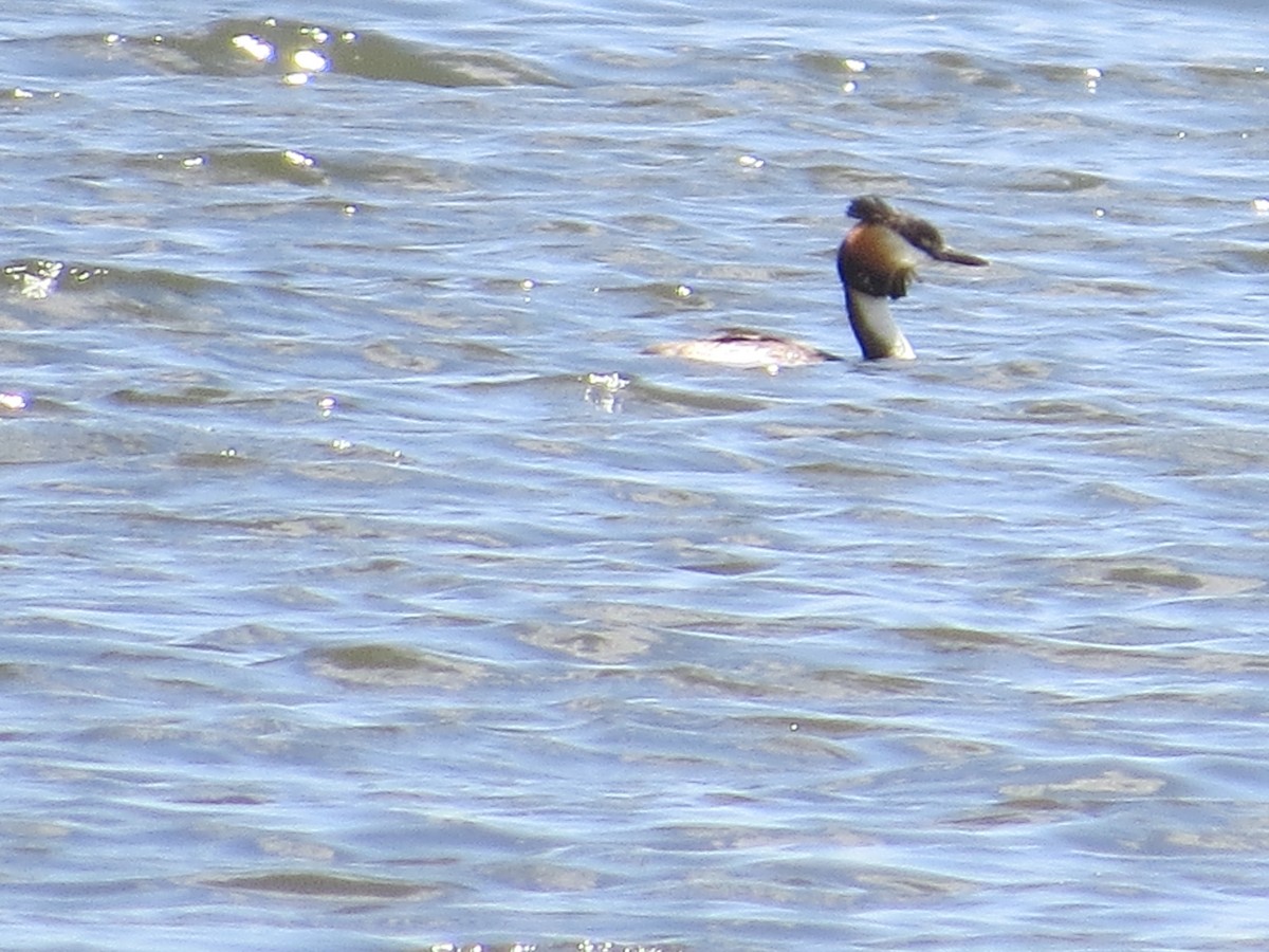 Great Crested Grebe - ML620601521