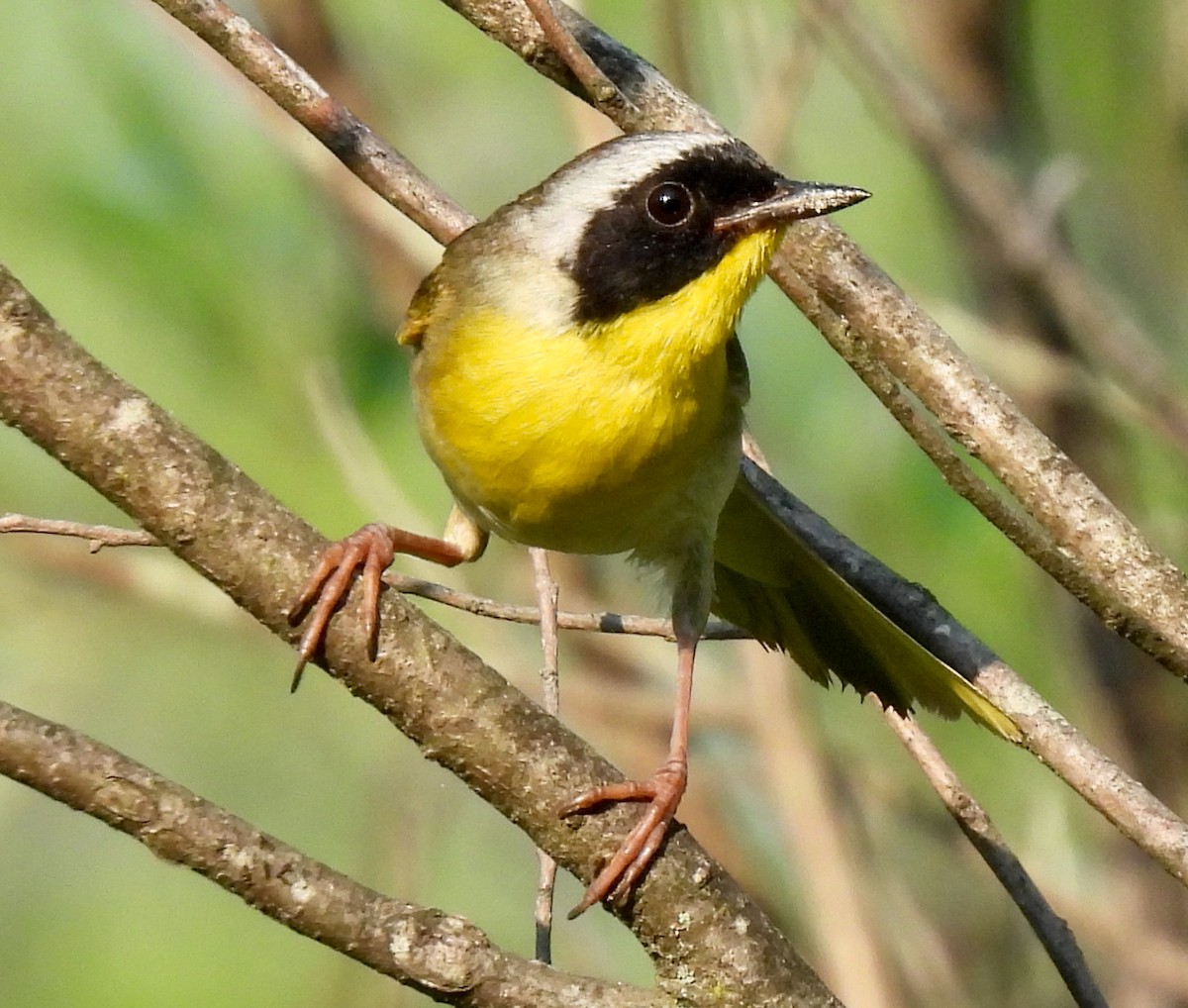 Common Yellowthroat - ML620601522