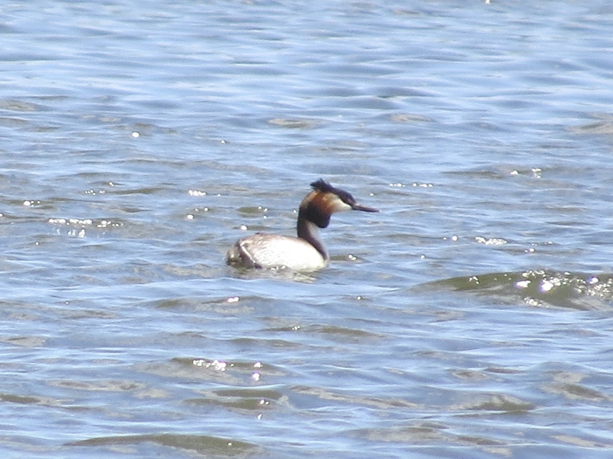 Great Crested Grebe - ML620601523