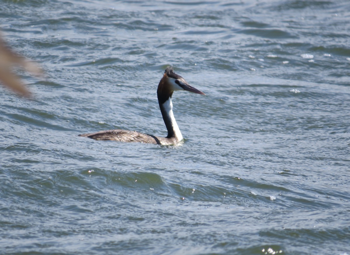 Great Crested Grebe - ML620601526