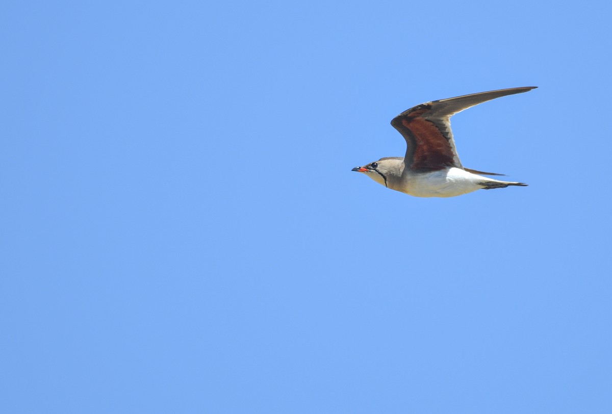 Collared Pratincole - ML620601527