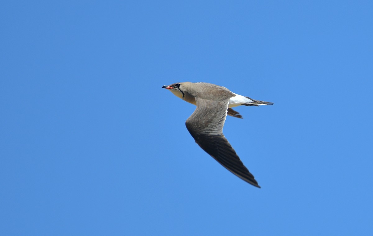 Collared Pratincole - ML620601528