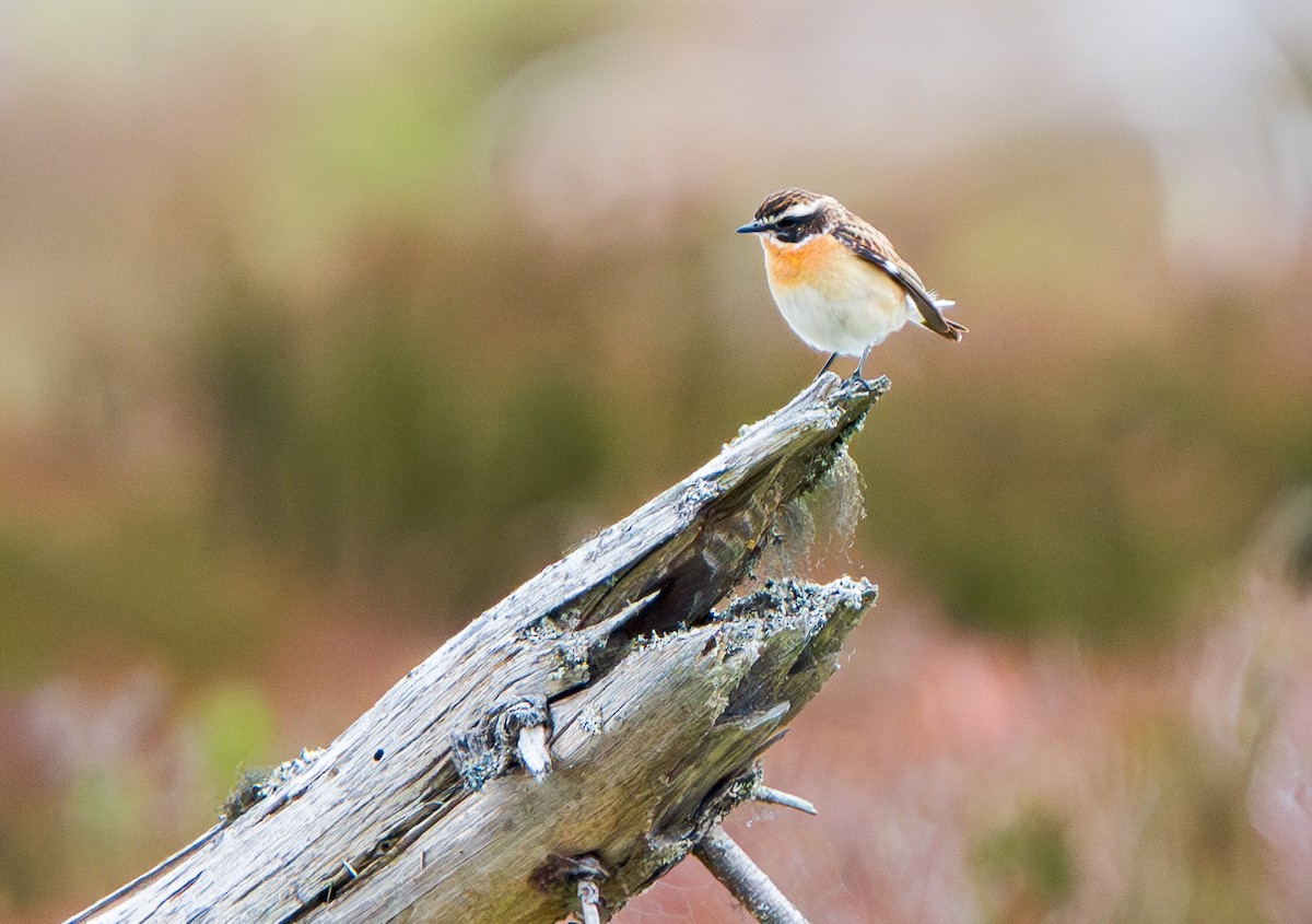 Whinchat - ML620601530