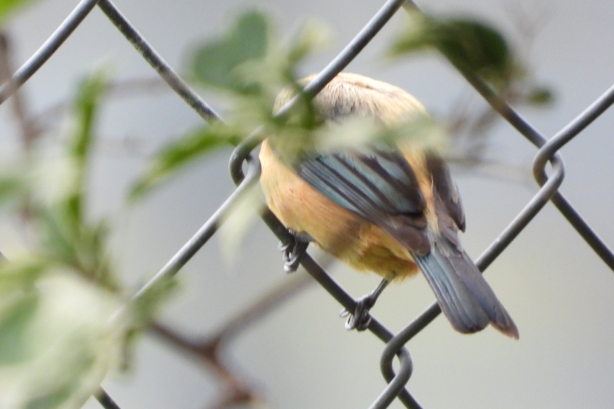 Burnished-buff Tanager - ML620601532