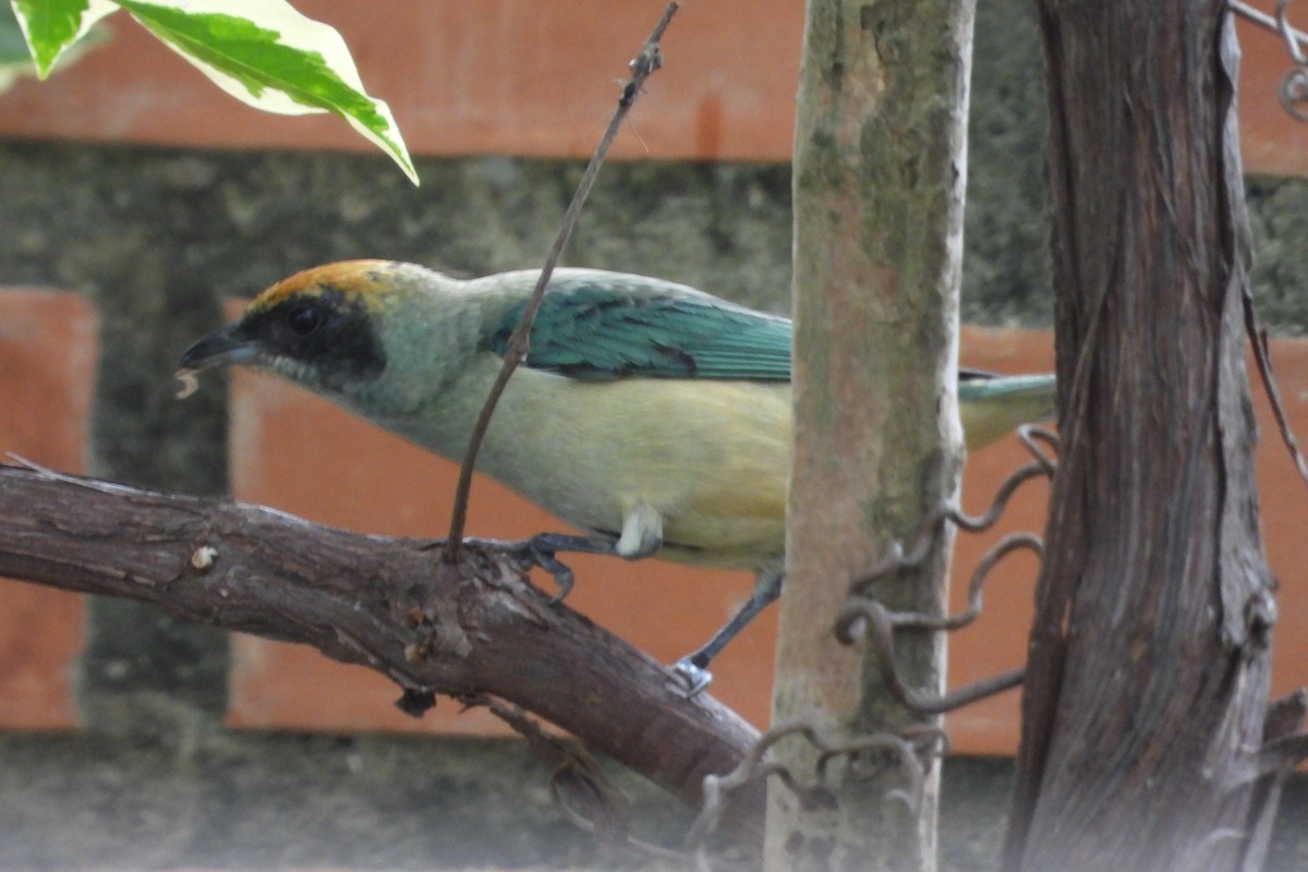Burnished-buff Tanager - ML620601533