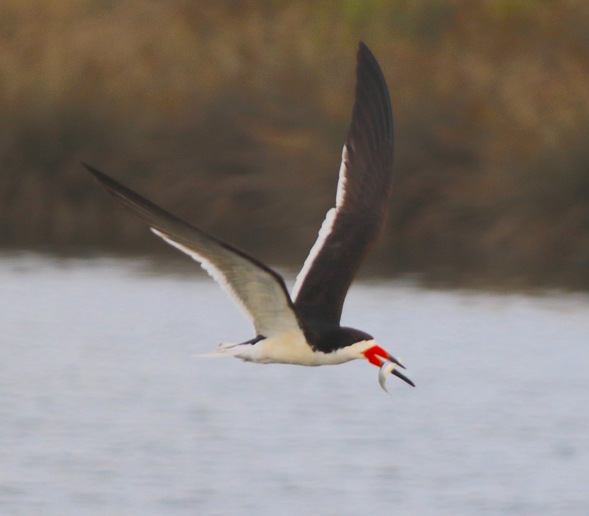 Black Skimmer - ML620601534