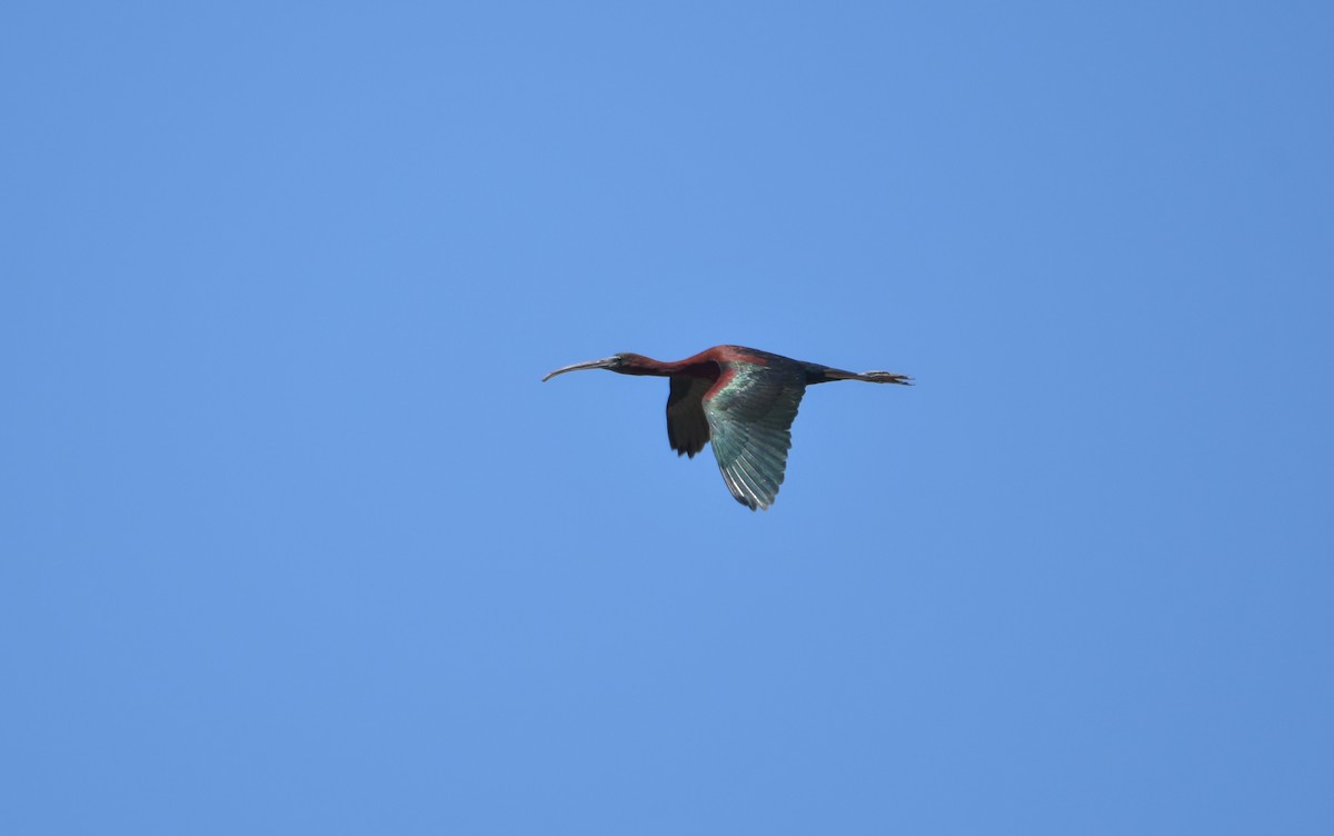 Glossy Ibis - Elias Melchert Thelaus